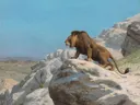 Lion on the Watch van Jean-Leon Gerome: dieren met leeuw, rotsen, bergen en wacht, in helder blauw en okergrijs