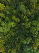 Luchtfoto van een dicht bladerdek, landschap schilderij