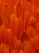 Macro-opname van gelaagde oranje bloemblaadjes van een gerbera