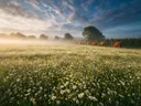 Landschapsfoto van madeliefje bij de ochtendmist, met een kudde Schotse Hooglanders