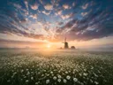 Landschapsfoto van madeliefje bij de ochtendmist, met een windmolen in de verte