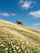 Landschapsfoto van madeliefje bij volle zon, met een koe aan de rand van het veld