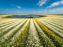 Landschapsfoto van madeliefje bij volle zon, met een roeibootje