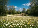 Landschapsfoto van madeliefje bij volle zon, met flamingo's in een ondiepe plas