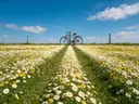 Landschapsfoto van madeliefje bij volle zon, met een houten hek