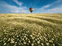 Landschapsfoto van madeliefje bij volle zon, met een luchtballon boven de horizon