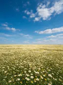 Landschapsfoto van madeliefje bij volle zon