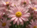 Macrofotografie van dauwdruppels op madeliefje, glinsterlicht, zachtroze