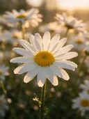 Macrofotografie van dauwdruppels op madeliefje, gouden gloed, zuiver wit