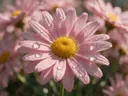Macrofotografie van dauwdruppels op madeliefje, regenboogglans, zachtroze