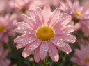 Macrofotografie van dauwdruppels op madeliefje, sterrenglans, zachtroze