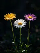 Fotografie van madeliefje in volle zon