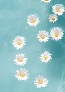 Schilderij van madeliefjes drijvend op water