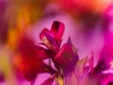 Close-up van een donkerrode bloem tegen een wazige roze en gele achtergrond.