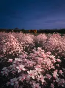 Landschapsfoto van magnolia bij de schemering, met een koe aan de rand van het veld
