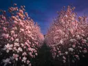Landschapsfoto van magnolia bij de schemering