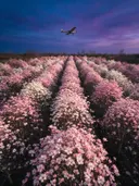 Landschapsfoto van magnolia bij de schemering, met een klein vliegtuigje hoog in de lucht