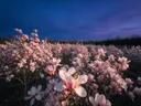 Landschapsfoto van magnolia bij de schemering, met een vlinder op de bloemen
