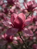 Macrofotografie van dauwdruppels op magnolia, glinsterlicht, dieproze