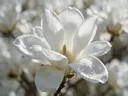 Macrofotografie van dauwdruppels op magnolia, glinsterlicht, wit