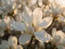 Macrofotografie van dauwdruppels op magnolia, gouden gloed, wit