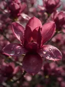 Macrofotografie van dauwdruppels op magnolia, regenboogglans, dieproze