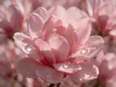 Macrofotografie van dauwdruppels op magnolia, regenboogglans, zachtroze