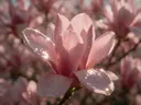Macrofotografie van dauwdruppels op magnolia, sterrenglans, zachtroze