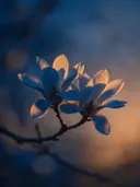 Fotografie van magnolia in de schemering