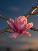 Fotografie van magnolia in de schemering