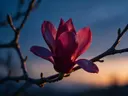 Fotografie van magnolia in de schemering, dieproze