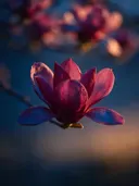 Fotografie van magnolia in de schemering, dieproze