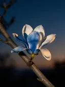 Fotografie van magnolia in de schemering