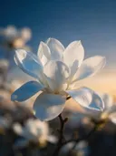 Fotografie van magnolia in de schemering, wit