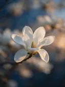 Fotografie van magnolia in de schemering, wit