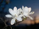 Fotografie van magnolia in de schemering, wit