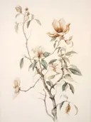 Botanische illustratie van een magnoliatak met bloemen