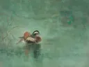 Schilderij van een mandarijneend, oosterse stijl in jade