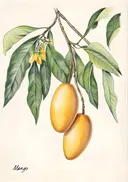 Botanische illustratie van mango's aan een tak
