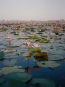 Meer met drijvende lotusbladeren en roze lotusbloemen.