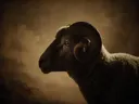 Studioportret van Merino en profil, tegen een geschilderd doek in sepia