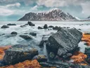Kustrotsen met mos bij mist en een besneeuwde berg op de achtergrond.