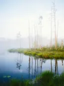 Kale bomen in een mistige waterplas met weerspiegeling in het water