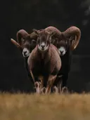 Drie moeflons met gekrulde hoorns tegen een donkere achtergrond