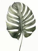 Botanische illustratie van een enkel groen monsterablad op witte achtergrond.