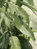 Close-up van monsterabladeren in lichtgroene tinten op witte achtergrond.