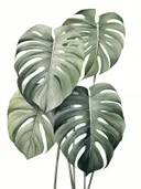 Cluster groene monsterabladeren op witte achtergrond.