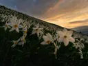 Veld vol witte narcissen op een helling bij zonsondergang.