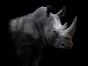 Neushoorn profiel dramatisch belicht in het donker
