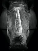Neushoorn portret met warm licht op hoorn
